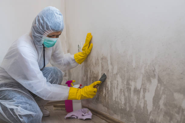Best Local Mold Removal Service  in Salisbury, NC