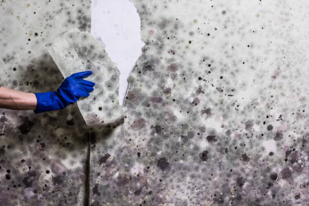 Best Affordable Mold Removal  in Salisbury, NC
