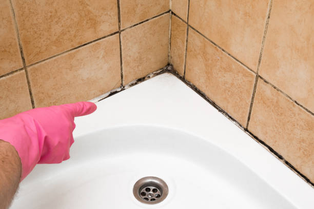 Salisbury, NC Mold Removal Company